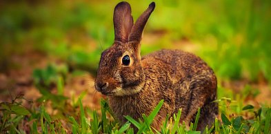 Przyrowa: Świąteczny kiermasz i poszukiwania zajączka! / ZAPOWIEDŹ