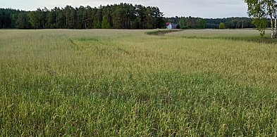 Czy rolnicy z gmin Cekcyn i Lubiewo doczekali się potwierdzenia strat?-24707