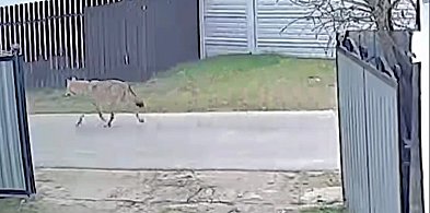 Gmina Śliwice: Wilki blisko domostw. Pojawiły się kolejne ostrzeżenia samorządu