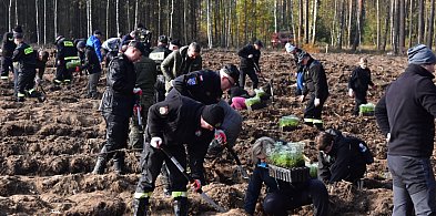 Posadź las z Nadleśnictwem Woziwoda