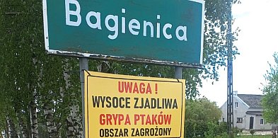 Część gminy Gostycyn w strefie zagrożonej rzekomym pomorem drobiu