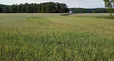 Czy rolnicy z gmin Cekcyn i Lubiewo doczekali się potwierdzenia strat?-24707