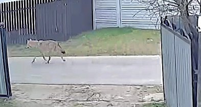 Gmina Śliwice: Wilki blisko domostw. Pojawiły się kolejne ostrzeżenia samorządu