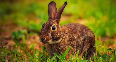 Przyrowa: Świąteczny kiermasz i poszukiwania zajączka! / ZAPOWIEDŹ