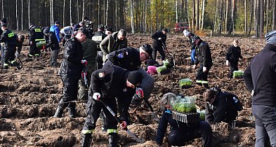 Posadź las z Nadleśnictwem Woziwoda