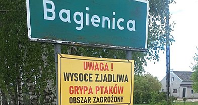 Część gminy Gostycyn w strefie zagrożonej rzekomym pomorem drobiu