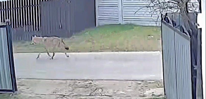 Gmina Śliwice: Wilki blisko domostw. Pojawiły się kolejne ostrzeżenia samorządu