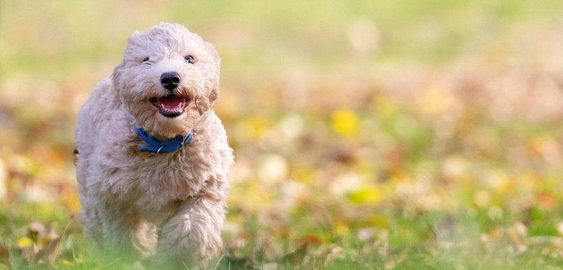 Karma dla psa – jak wybrać najlepszą i na co zwrócić uwagę?