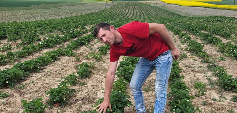 AgroTygodnik: Truskawka nawet w maju? Surowa zima nie przeszkodziła