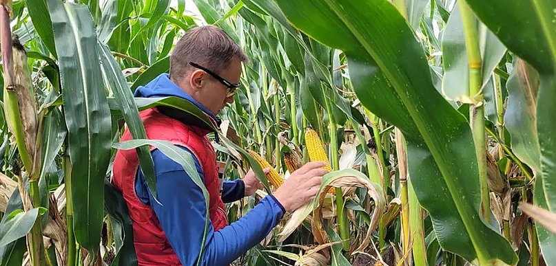 Kukurydza dent czy flint: Jak wybrać ziarno idealnie dopasowane do pola?