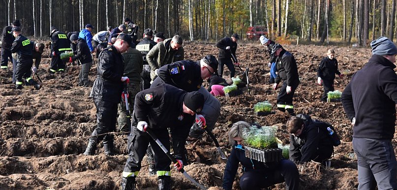 Posadź las z Nadleśnictwem Woziwoda