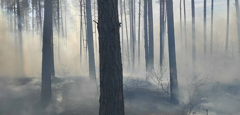 Pożar lasu widziany z naszego terenu, na granicy powiatów tucholskiego, świeckiego