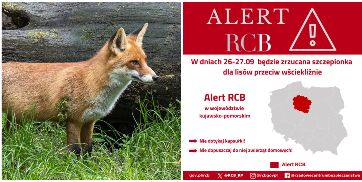 ALERT RCB mówi o zrzucie szczepionek na lisy przeciw wściekliźnie. Dotyczy województwa kujawsko-pomorskiego i dni 26-27 września.