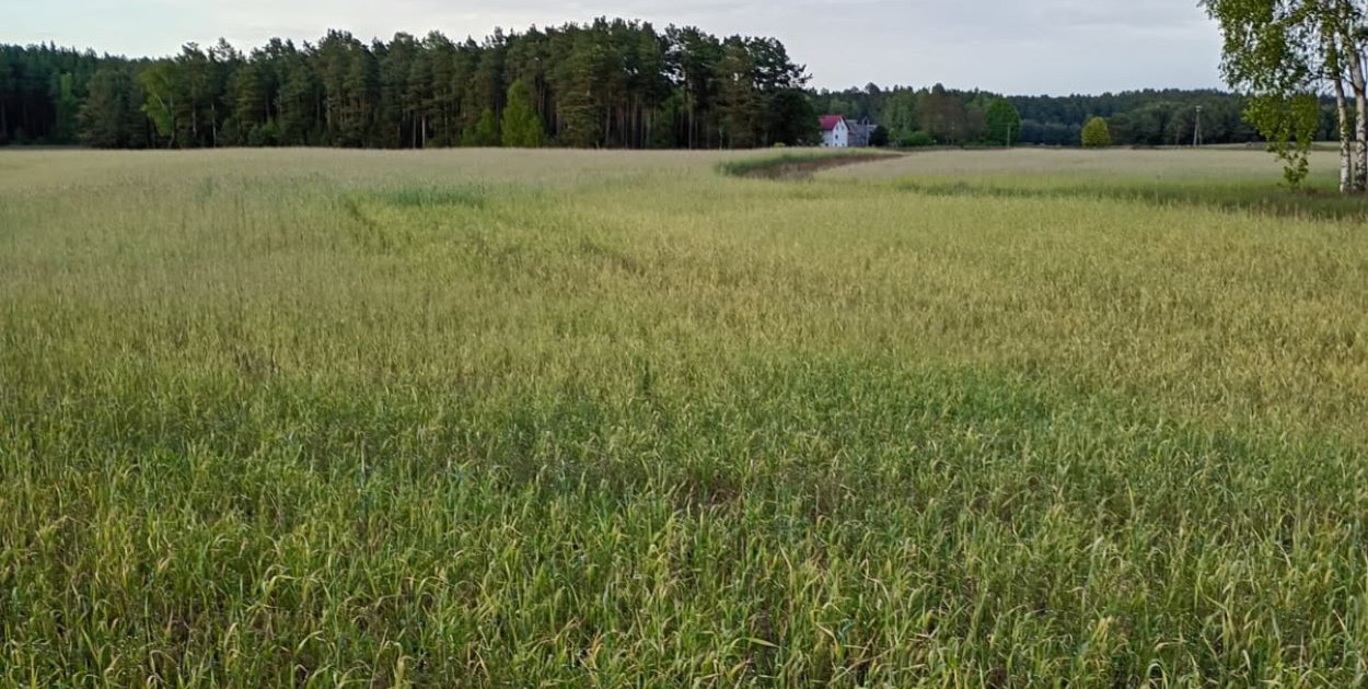 Sprawa protokołów sporządzonych przez komisje ds. szacowania strat wyrządzonych przez wiosenne przymrozki w gminach Cekcyn i Lubiewo obiła się nawet o dane z Instytutu Meteorologii i Gospodarki Wodnej. Fot. Piotr Skrzypiński