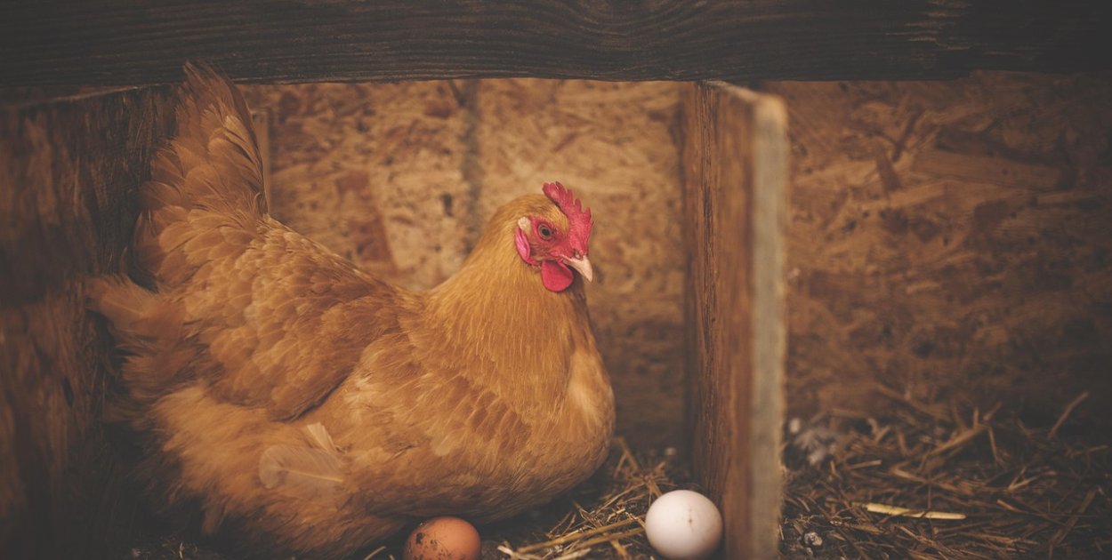 pixabay.com Licencja: https://pixabay.com/pl/service/license