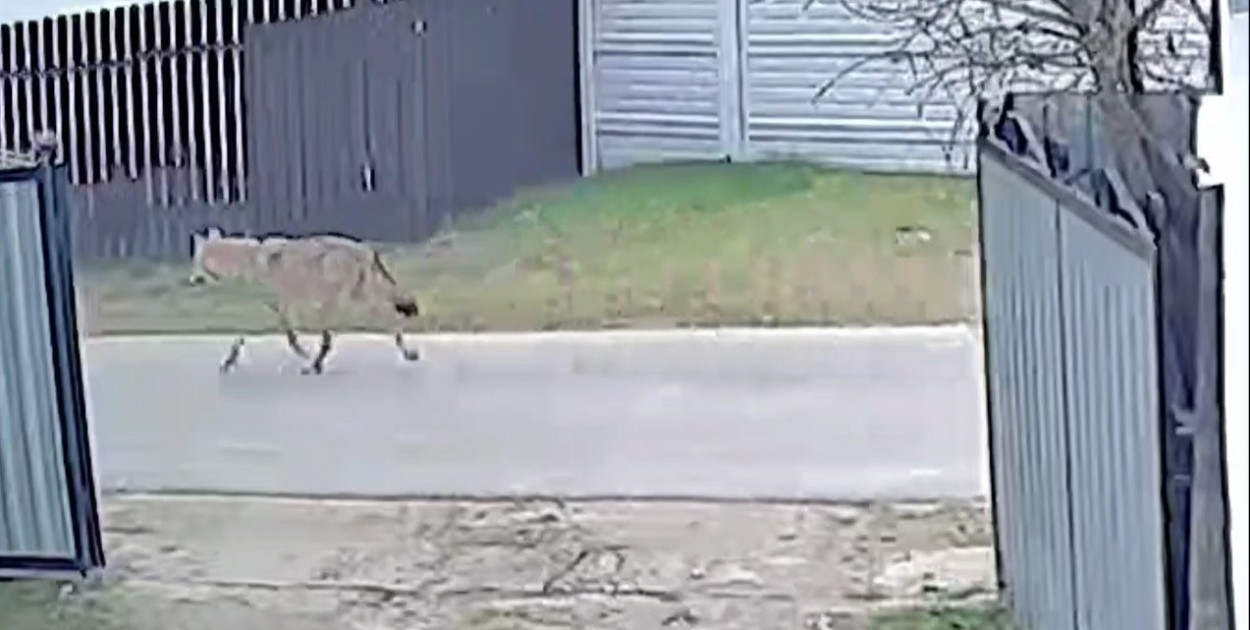 Gmina Śliwice: Wilki blisko domostw. Pojawiły się kolejne ostrzeżenia samorządu