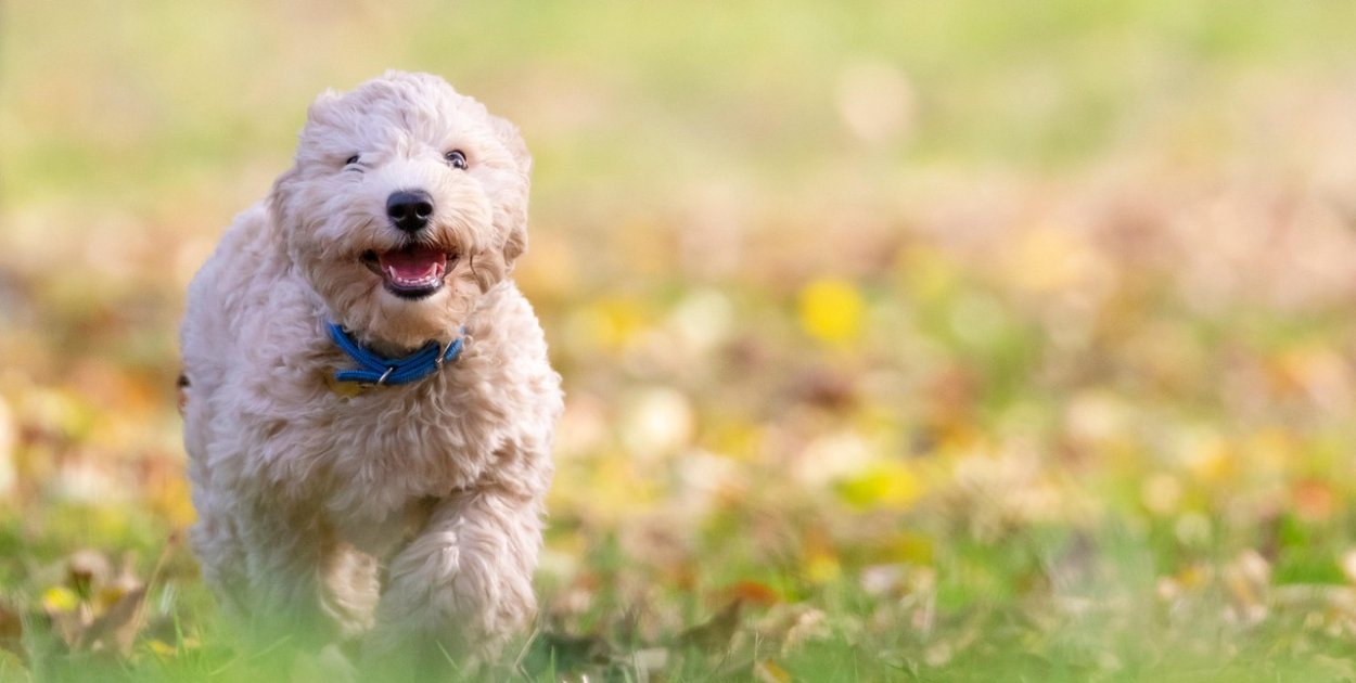 Karma dla psa – jak wybrać najlepszą i na co zwrócić uwagę?