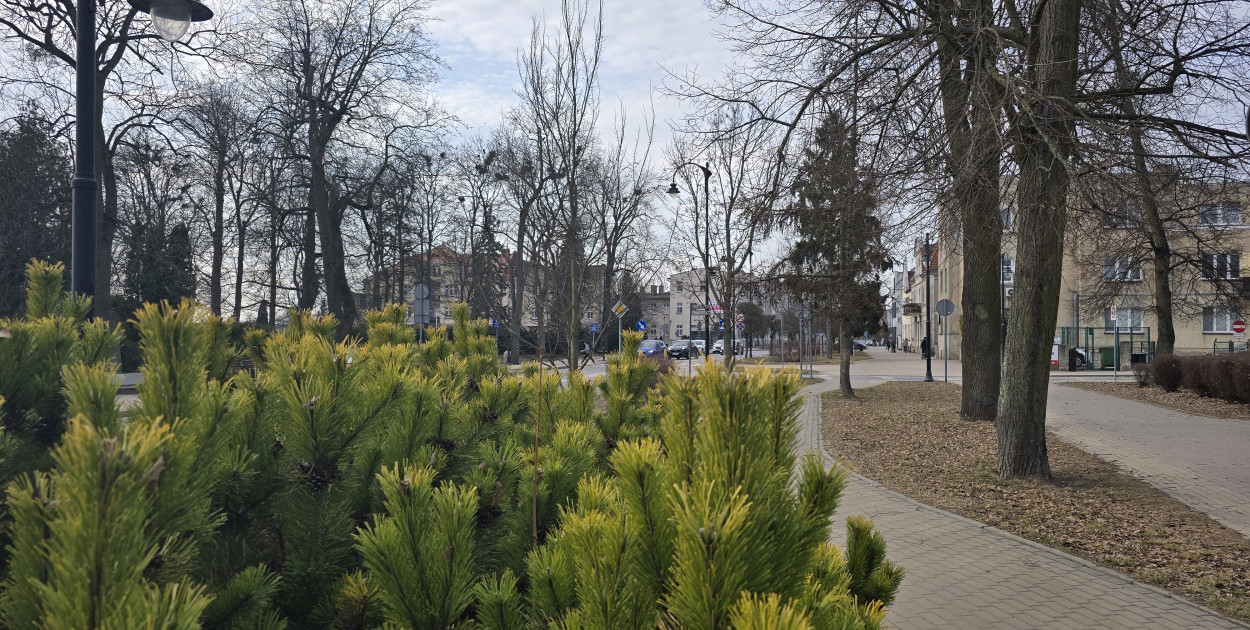 Dwie firmy zadbają o miejską zieleń i utrzymanie czystości