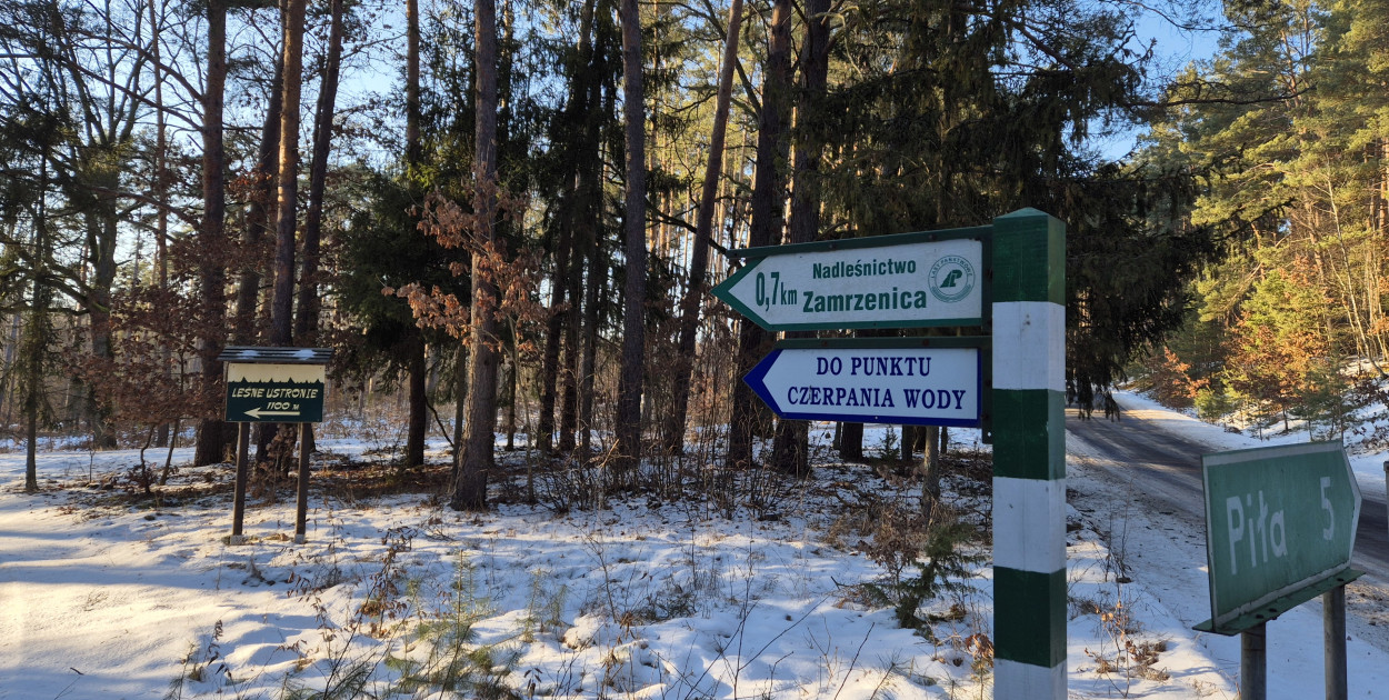 Przed Nadleśnictwem Zamrzenica ogrom pracy. Powstanie park, rozbudują ośrodek...