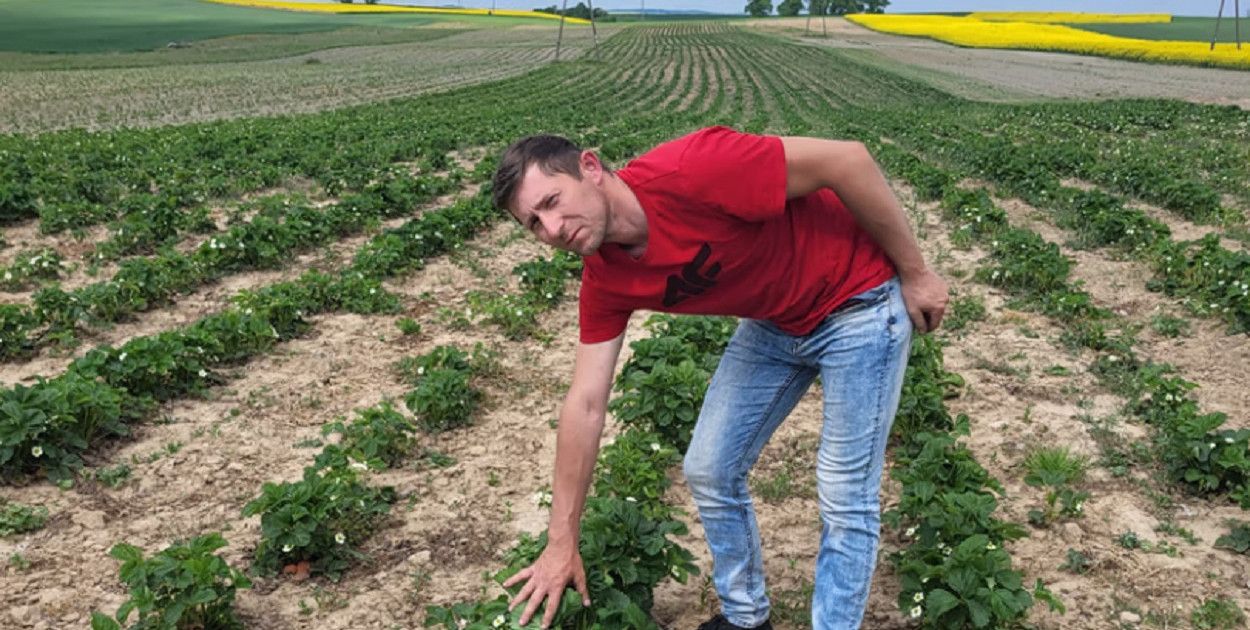 AgroTygodnik: Truskawka nawet w maju? Surowa zima nie przeszkodziła