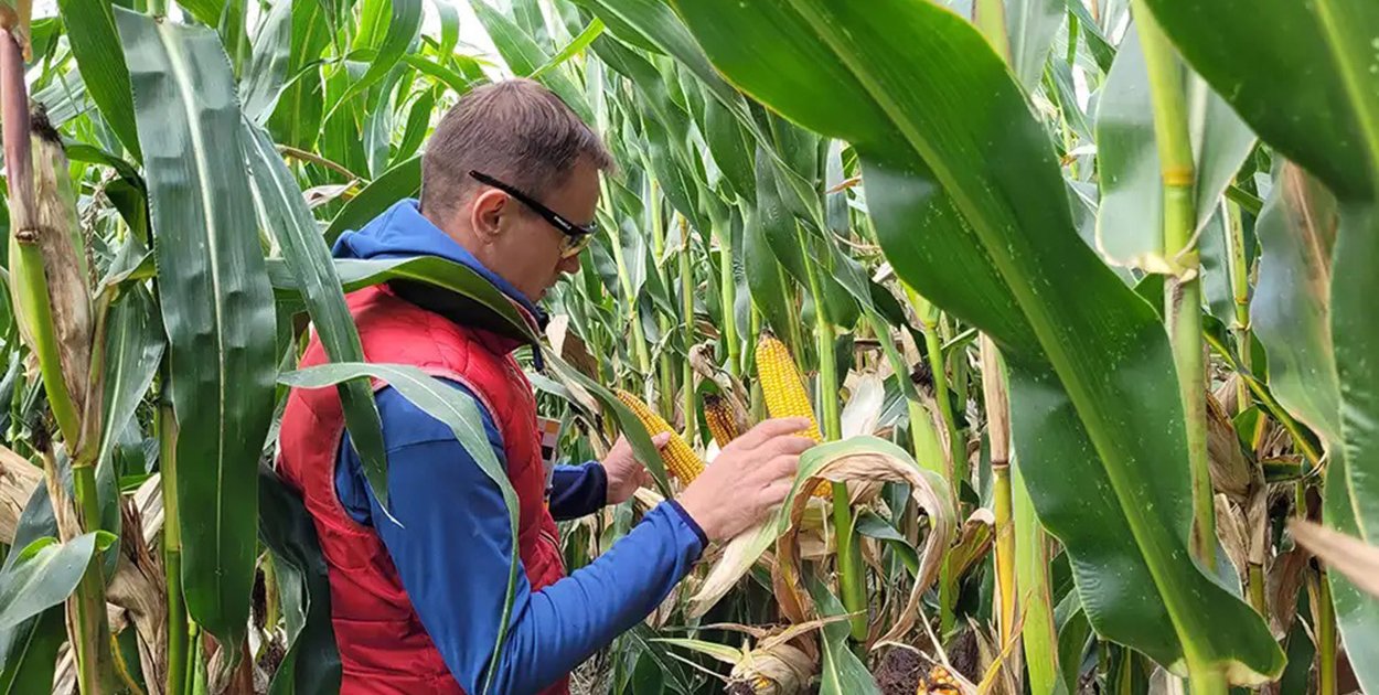 Kukurydza dent czy flint: Jak wybrać ziarno idealnie dopasowane do pola?