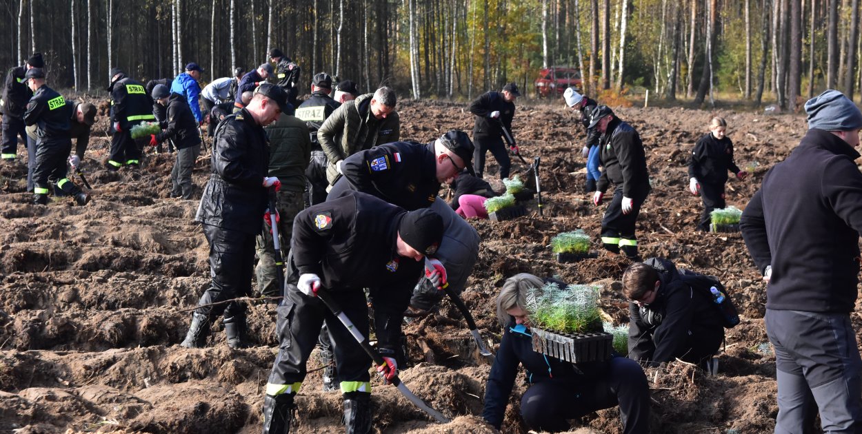 Posadź las z Nadleśnictwem Woziwoda